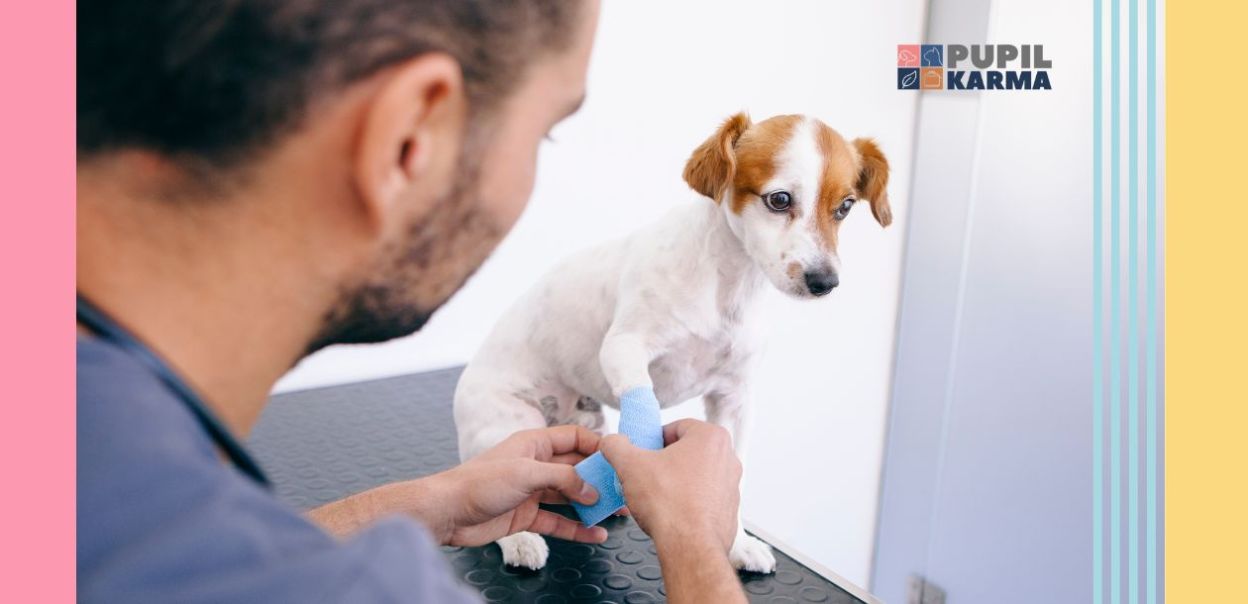Leki przeciwbólowe dla psa — co można podać Pupilowi na ból?